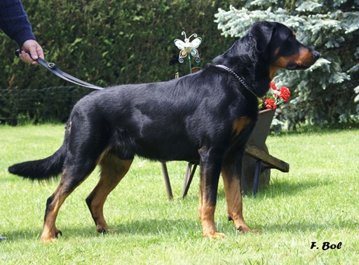 Beauceron Suisse Champion